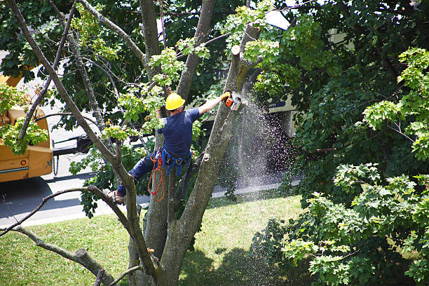 Best Tree Preservation Services  in USA